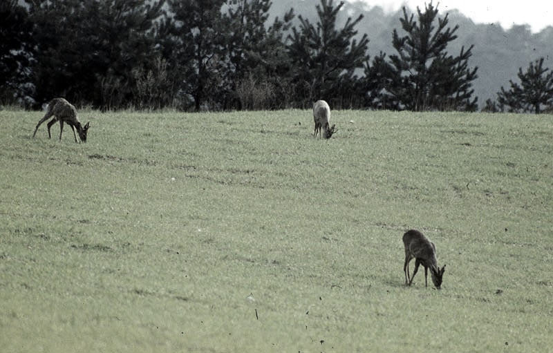 Jagdurlaub in Mecklenburg - Jagd Jagen Wald Wildtiere Mecklenburg